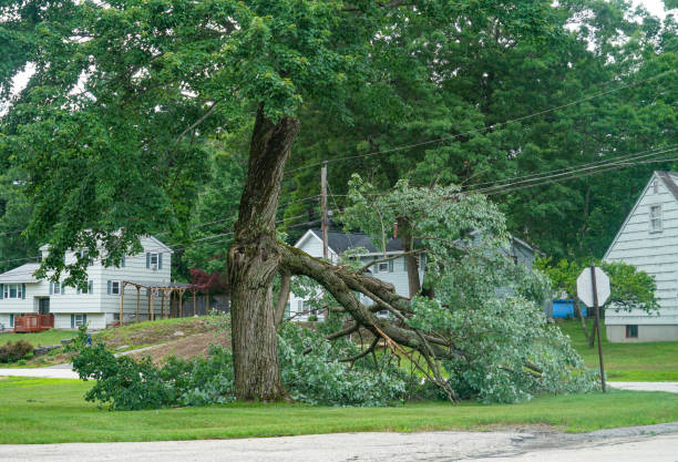 Best Tree Removal Contractors  in San Felipe, TX